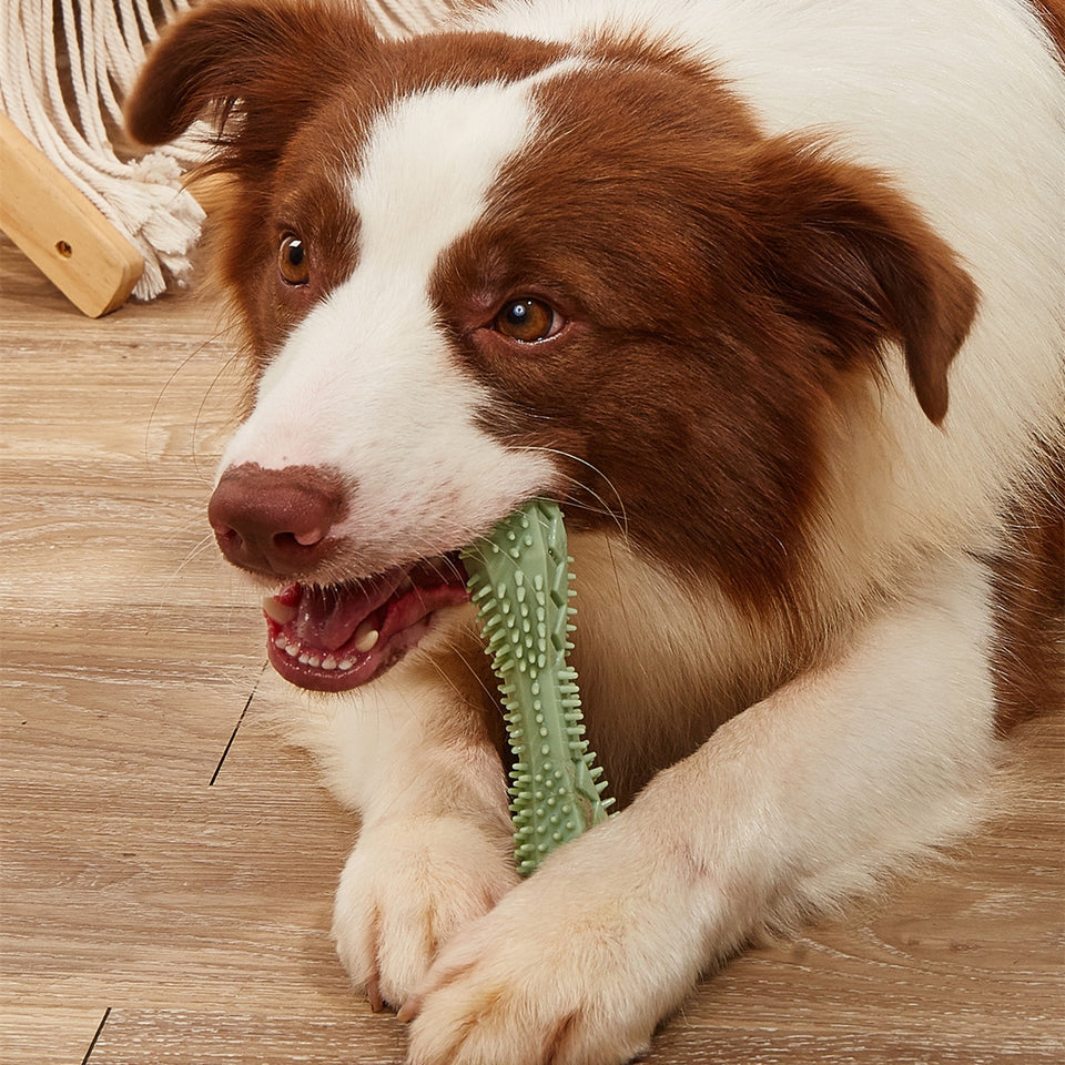 Dog Teeth Cleaning Chew Toy – Durable TPR Dental Toy for Puppies & Small Dogs